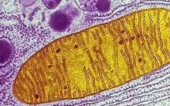 一种多工具折刀处理核糖体RNA