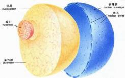 科学家第一次看到细胞核的双层支架