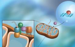 研究人员揭示了线粒体中蛋白质转运的机制