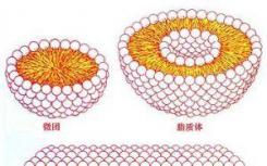 一种研究脂质生物学的综合方法