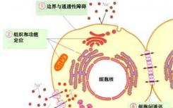 团队使用合成生物学来阐明细胞功能的复杂性