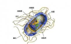 微生物的香气可以使作物免于干旱