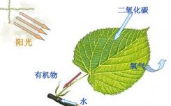 科学家设计了光合作用小故障的捷径 将作物生长提高了40％