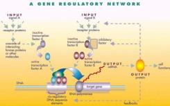 激活对基因调控的新认识