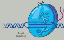 开发新一代基因编辑技术 Beam Therapeutics获1.35亿美元融资