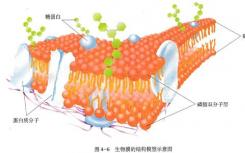 研究挑战细胞膜如何工作的传统智慧