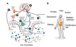 来自全球人类肠道微生物组的未培养基因组的新见解