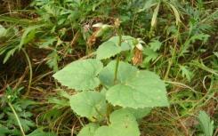 研究人员报告说房主院子里的非本地植物会危害野生动物