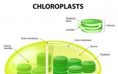 祖先蛋白酶在叶绿体中起蛋白质进口作用
