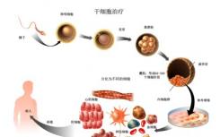 科学家发现干细胞增殖是由神经系统直接控制的