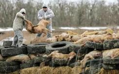 科学家研究非洲猪瘟以防止美国爆发