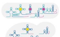 筛选技术检测感知和响应环境信号的特殊信使RNA分子