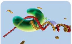 研究人员在分子水平上研究DNA聚合酶