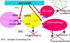 新研究发现CD40分子是危险细菌的关键切入点