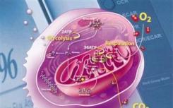 线粒体与癌症药物治疗的有效性相关