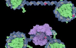 研究人员表明核小体可以抑制CRISPR-Cas9的切割效率