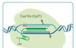 两项不相关的研究导致发现CRISPR-Cas12a抑制剂