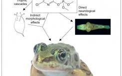 常见的农药可以抑制青蛙的大脑发育