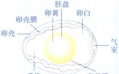 胚盘与卵黄膜的附着影响昆虫的原肠胚形成