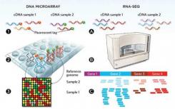 用于再生研究的新版RNA-Seq