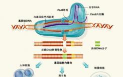 使用CRISPR敲入基因的挑战