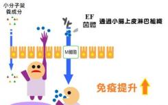 益生菌在肠道中进化并不总是为了好