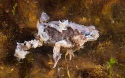 青蛙杀死的Chytrid真菌比科学家实现的更加致命