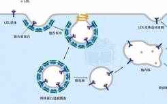 科学家们开发了一种监测细胞决策的方法