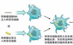 鉴定抗癌免疫与肠道微生物组之间的因果关系