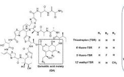 分子生物学家开发管道以创建和筛选新的羊毛硫抗生素肽