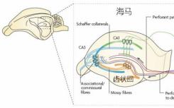 内侧内嗅皮质中的对象矢量编码