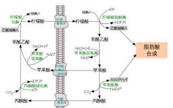 用于有效抑制人ATP-柠檬酸裂解酶的变构机制