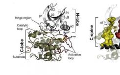 解剖蛋白激酶脊柱以及如何打破它