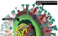 研究人员发现了形成甲型流感病毒的机制