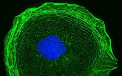 科学家发现细胞骨架的核心作用