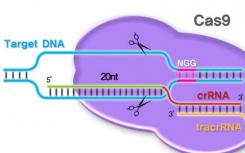 CRISPR-Cas9是否与它匹配