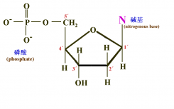 基础编辑导致RNA中的脱靶突变