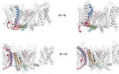 研究人员发现了非规范的离子通道激活途径