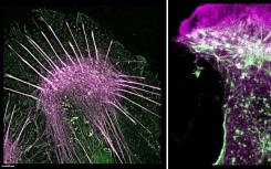 科学家们了解细胞如何运动的新方法