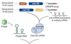 新的生物信息学工具可识别CRISPR-Cas系统并对其进行分类