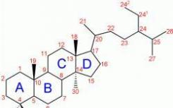 合成受体可区分雄性和雌性类固醇激素