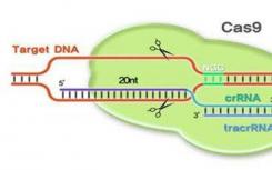 研究人员通过CRISPR-Cas9诱导的DNA瘢痕形成追踪生物发育