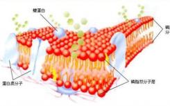 成像技术揭示了细胞膜中复杂的蛋白质运动