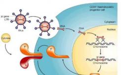 科学家改善基因治疗中的DNA转移