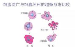 研究人员发现了如何触发刽子手机制来杀死受损细胞