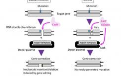 新的基因组编辑方法“削减”不需要的基因突变