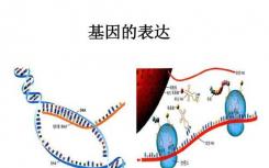 新的计算生物学模型准确地描述了基因表达的动态