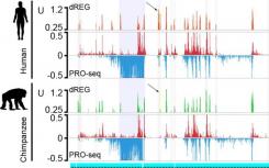 不断发展的基因调控因子解释了我们与其他灵长类动物的一些差异