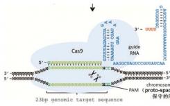 添加的RNA片段可以将CRISPR的精确度提高50倍