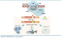 小分子抑制剂可以精确控制CRISPR-Cas9基因组编辑